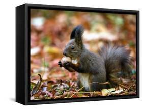 A Squirrel Handles a Nut Received from a Child in a Park in Bucharest, Romania November 6, 2006-Vadim Ghirda-Framed Stretched Canvas