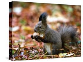 A Squirrel Handles a Nut Received from a Child in a Park in Bucharest, Romania November 6, 2006-Vadim Ghirda-Stretched Canvas