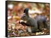 A Squirrel Handles a Nut Received from a Child in a Park in Bucharest, Romania November 6, 2006-Vadim Ghirda-Framed Stretched Canvas