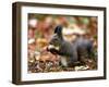 A Squirrel Handles a Nut Received from a Child in a Park in Bucharest, Romania November 6, 2006-Vadim Ghirda-Framed Premium Photographic Print