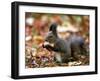 A Squirrel Handles a Nut Received from a Child in a Park in Bucharest, Romania November 6, 2006-Vadim Ghirda-Framed Premium Photographic Print