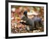 A Squirrel Handles a Nut Received from a Child in a Park in Bucharest, Romania November 6, 2006-Vadim Ghirda-Framed Premium Photographic Print