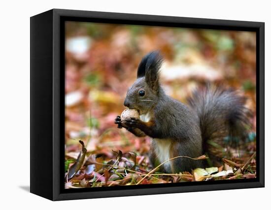 A Squirrel Handles a Nut Received from a Child in a Park in Bucharest, Romania November 6, 2006-Vadim Ghirda-Framed Stretched Canvas