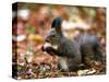 A Squirrel Handles a Nut Received from a Child in a Park in Bucharest, Romania November 6, 2006-Vadim Ghirda-Stretched Canvas