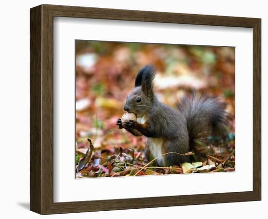 A Squirrel Handles a Nut Received from a Child in a Park in Bucharest, Romania November 6, 2006-Vadim Ghirda-Framed Photographic Print