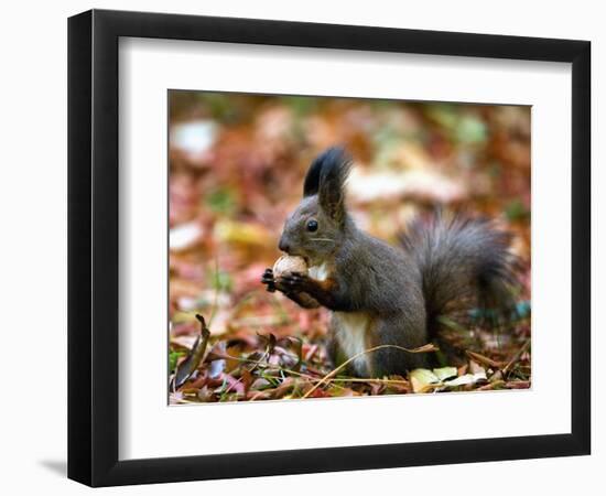 A Squirrel Handles a Nut Received from a Child in a Park in Bucharest, Romania November 6, 2006-Vadim Ghirda-Framed Photographic Print