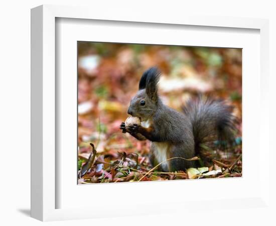 A Squirrel Handles a Nut Received from a Child in a Park in Bucharest, Romania November 6, 2006-Vadim Ghirda-Framed Photographic Print