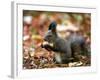 A Squirrel Handles a Nut Received from a Child in a Park in Bucharest, Romania November 6, 2006-Vadim Ghirda-Framed Photographic Print