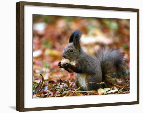 A Squirrel Handles a Nut Received from a Child in a Park in Bucharest, Romania November 6, 2006-Vadim Ghirda-Framed Photographic Print