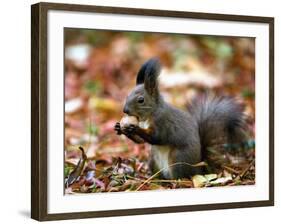 A Squirrel Handles a Nut Received from a Child in a Park in Bucharest, Romania November 6, 2006-Vadim Ghirda-Framed Photographic Print