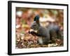 A Squirrel Handles a Nut Received from a Child in a Park in Bucharest, Romania November 6, 2006-Vadim Ghirda-Framed Photographic Print