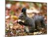 A Squirrel Handles a Nut Received from a Child in a Park in Bucharest, Romania November 6, 2006-Vadim Ghirda-Mounted Photographic Print