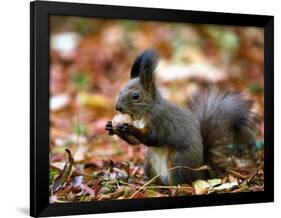 A Squirrel Handles a Nut Received from a Child in a Park in Bucharest, Romania November 6, 2006-Vadim Ghirda-Framed Photographic Print