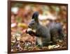 A Squirrel Handles a Nut Received from a Child in a Park in Bucharest, Romania November 6, 2006-Vadim Ghirda-Framed Photographic Print