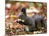 A Squirrel Handles a Nut Received from a Child in a Park in Bucharest, Romania November 6, 2006-Vadim Ghirda-Mounted Photographic Print