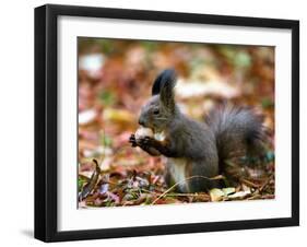 A Squirrel Handles a Nut Received from a Child in a Park in Bucharest, Romania November 6, 2006-Vadim Ghirda-Framed Photographic Print