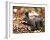 A Squirrel Handles a Nut Received from a Child in a Park in Bucharest, Romania November 6, 2006-Vadim Ghirda-Framed Photographic Print