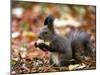 A Squirrel Handles a Nut Received from a Child in a Park in Bucharest, Romania November 6, 2006-Vadim Ghirda-Mounted Photographic Print