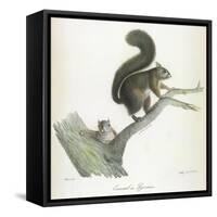 A Squirrel-Werner-Framed Stretched Canvas