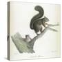 A Squirrel-Werner-Stretched Canvas