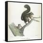 A Squirrel-Werner-Framed Stretched Canvas