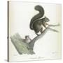 A Squirrel-Werner-Stretched Canvas