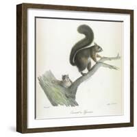 A Squirrel-Werner-Framed Giclee Print