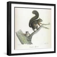 A Squirrel-Werner-Framed Giclee Print