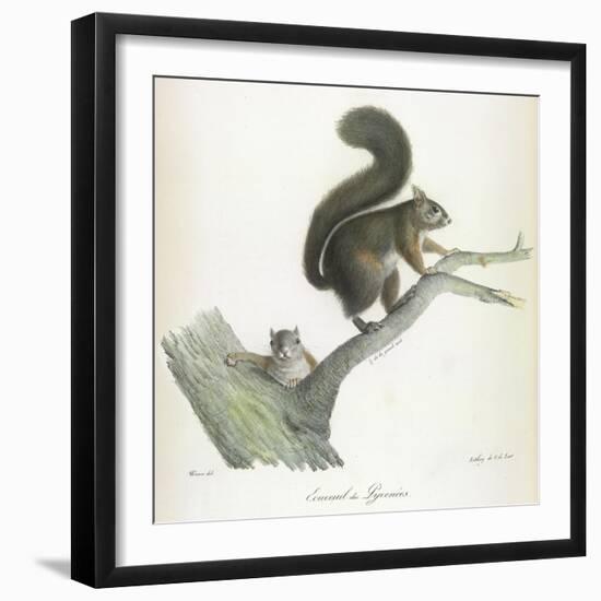 A Squirrel-Werner-Framed Giclee Print