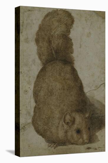 A Squirrel-Giovanni da Udine (Attr to)-Stretched Canvas