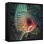 A Squirrelfish Turns And Looks Close Into the Camera Off the Coast of Key Largo, Florida-Stocktrek Images-Framed Stretched Canvas