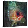 A Squirrelfish Turns And Looks Close Into the Camera Off the Coast of Key Largo, Florida-Stocktrek Images-Stretched Canvas