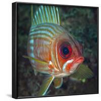 A Squirrelfish Turns And Looks Close Into the Camera Off the Coast of Key Largo, Florida-Stocktrek Images-Framed Photographic Print