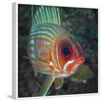 A Squirrelfish Turns And Looks Close Into the Camera Off the Coast of Key Largo, Florida-Stocktrek Images-Framed Photographic Print