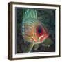 A Squirrelfish Turns And Looks Close Into the Camera Off the Coast of Key Largo, Florida-Stocktrek Images-Framed Photographic Print