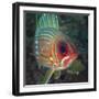 A Squirrelfish Turns And Looks Close Into the Camera Off the Coast of Key Largo, Florida-Stocktrek Images-Framed Photographic Print