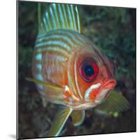 A Squirrelfish Turns And Looks Close Into the Camera Off the Coast of Key Largo, Florida-Stocktrek Images-Mounted Photographic Print