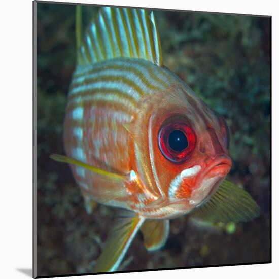 A Squirrelfish Turns And Looks Close Into the Camera Off the Coast of Key Largo, Florida-Stocktrek Images-Mounted Photographic Print