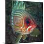 A Squirrelfish Turns And Looks Close Into the Camera Off the Coast of Key Largo, Florida-Stocktrek Images-Mounted Photographic Print