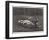 A St Bernard Puppy, the Sleep of Innocence-James E. Bourhill-Framed Giclee Print