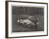 A St Bernard Puppy, the Sleep of Innocence-James E. Bourhill-Framed Giclee Print