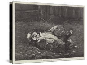 A St Bernard Puppy, the Sleep of Innocence-James E. Bourhill-Stretched Canvas