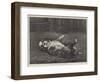 A St Bernard Puppy, the Sleep of Innocence-James E. Bourhill-Framed Giclee Print