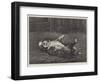 A St Bernard Puppy, the Sleep of Innocence-James E. Bourhill-Framed Giclee Print