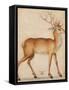 A Stag, 1551-1600 (Pen and Brush in Brown and Black Ink with Brown and Black Wash and White Bodycol-Albrecht Dürer or Duerer-Framed Stretched Canvas