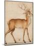 A Stag, 1551-1600 (Pen and Brush in Brown and Black Ink with Brown and Black Wash and White Bodycol-Albrecht Dürer or Duerer-Mounted Giclee Print