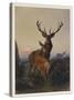 A Stag with Deer in a Wooded Landscape at Sunset, 1865-Charles Jones-Stretched Canvas