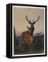 A Stag with Deer in a Wooded Landscape at Sunset, 1865-Charles Jones-Framed Stretched Canvas