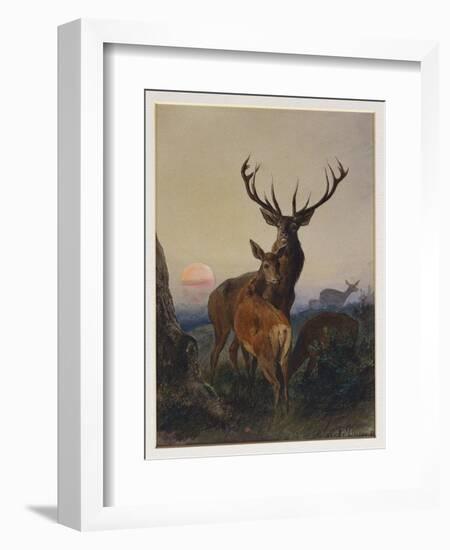 A Stag with Deer in a Wooded Landscape at Sunset, 1865-Charles Jones-Framed Giclee Print