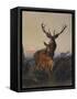 A Stag with Deer in a Wooded Landscape at Sunset-Carl Friedrich Deiker-Framed Stretched Canvas